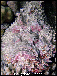 Stonefish. Taken at Dunraven. by Cigdem Cooper 